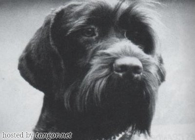 Griffon Korthals JINNY DE LA RIVIERE D'OE Griffon Korthals JINNY DE LA RIVIERE D'OE